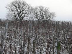 Weinberg im Winter